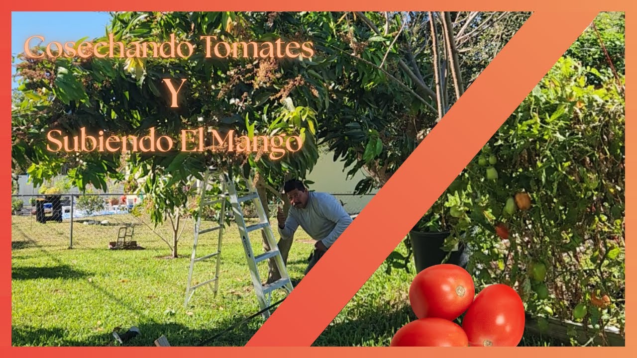 Cosechando Tomates Y Subiendo El Mango
