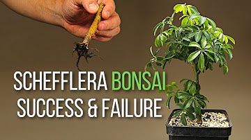 Making dwarf umbrella tree bonsai from grocery store plants