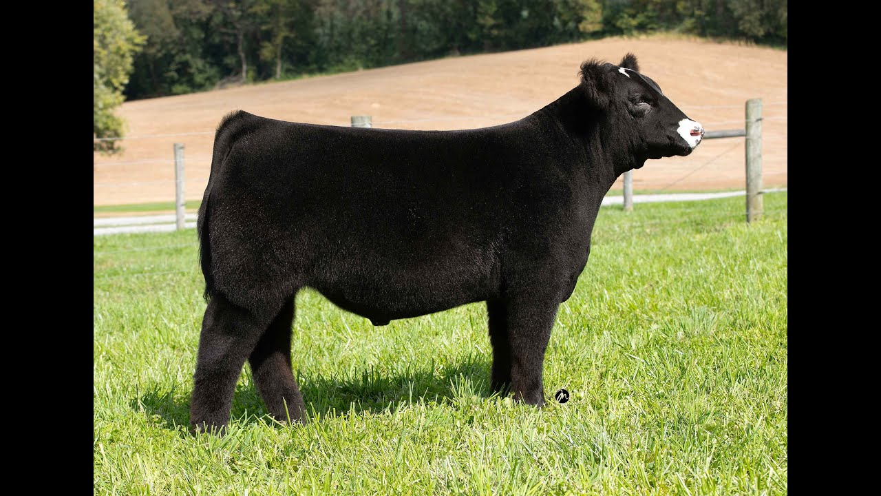 Tag 100 KL Lemmon Cattle Co. YouTube