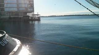 Swallows on Lake Ontario