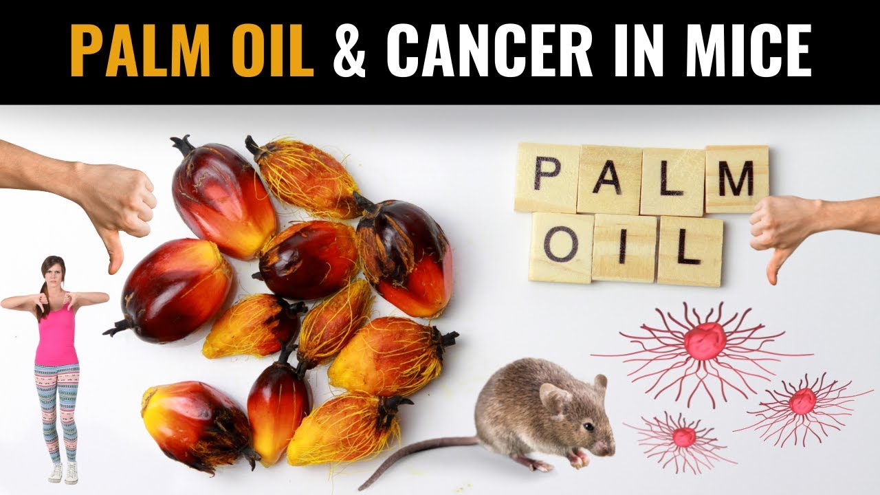 Palm Oil Promotes Skin & Oral Cancers in Laboratory Mice Nature