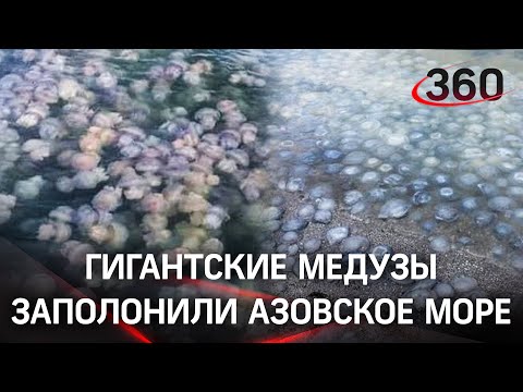«Кому желе?»: нашествие гигантских медуз в Азовском море туристы сняли на видео. Есть и ядовитые