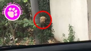 This dog was left to die on the streets, wait till you see what happens! by Paws on Curacao [ Animal Rescue Channel ] 143,391 views 6 years ago 3 minutes, 52 seconds