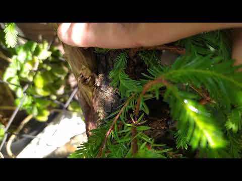 Ahuehuete, el viejo de agua. Árbol nacional de México