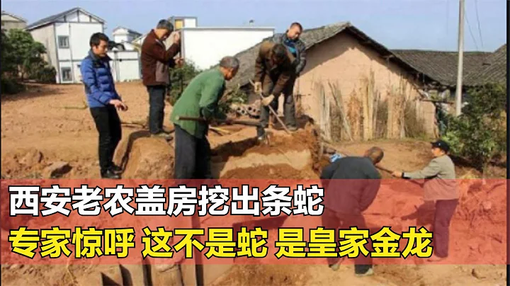 皇家金龙惊现西安老农家：盖房挖地竟挖出古代皇家御用金龙 #动物 #古桥遗韵 #运河寻奇 #运河寻奇1·古桥遗韵 #中国 - 天天要闻