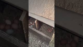 Mi Jente Miren. Son Gallinas Ponedoras Indias De Rancho Ay Hay