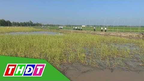 Kết quả mô hình lúa mùa nổi kết hợp nuôi thủy sản | THDT
