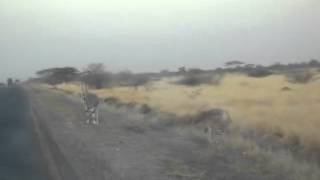 Wild Life Around Awash - 2