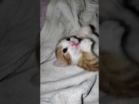 مشمش كات دمها شربات