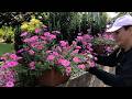 Cutting Back Annuals, Bagging Tomatoes, Tree Trimming and More // Dirt and Dish
