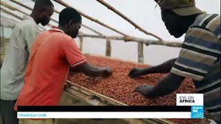 DR Congo: Can farming co-ops help cocoa farmers