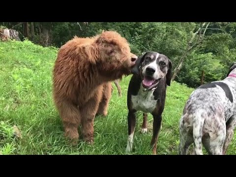 Calf rejected by herd gains loving doggy family instead