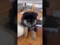 Cozy. 🐾💛 Bambi the Finnish Lapphund Just Chilling #dog #puppy #dogshorts #cutedog #pets #trending