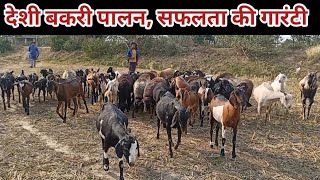 देशी बकरी पालन में सफलता की‌ गारंटी ।। Deshi Bakri Palan Me Safalta ki Garanti । Deshi Goat Farming