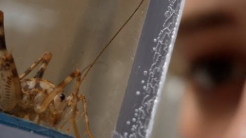 Johns Hopkins Cricket Research Could Lead to a New Generation of Robots