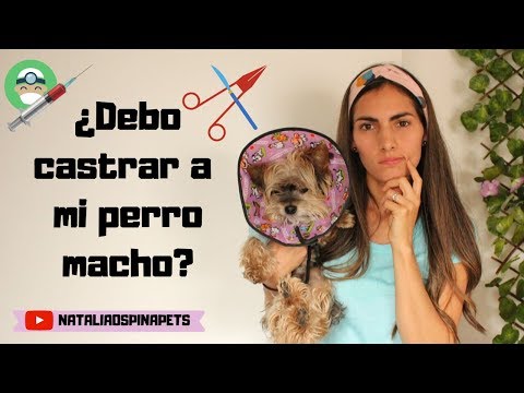 Video: Cirugía de Esterilización (Castración) og Hembras