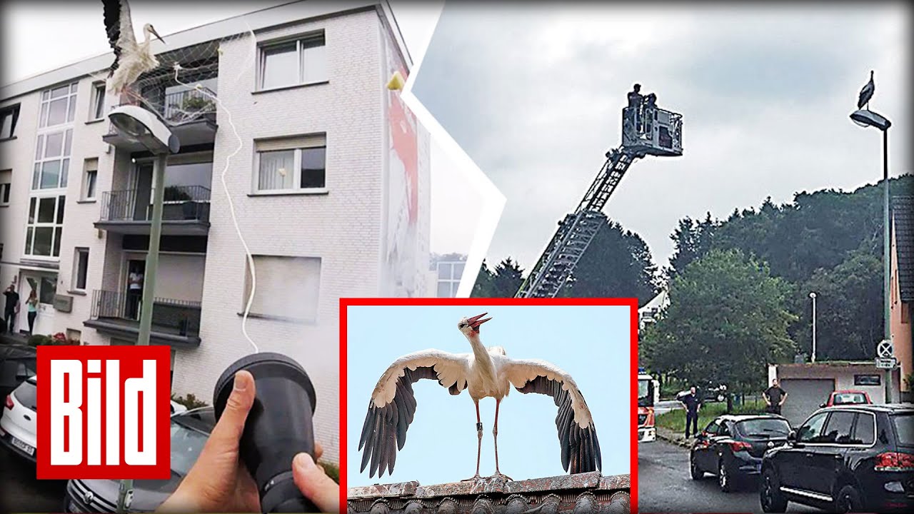 Feuerwehr fängt Storch mit Fangnetz