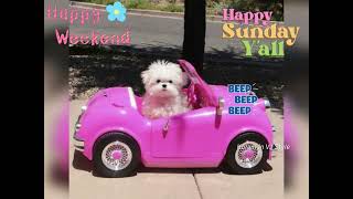 Happy Sunday Y’all | Happy Weekend | Sunday gif What’s Up Status | Sunday Images | #happysunday 👍