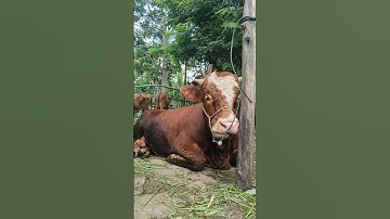 Sapi Moo, Suara Sapi, Sapi Lucu, Sapi Jumbo, Sapi Simental #sapi #lembu #cow #conbò