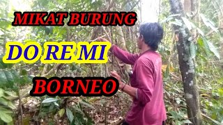 MIKAT BURUNG BUKAN DADU DAN REMI ( DO RE MI)