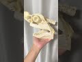 サメの骨格標本 #いのししの人