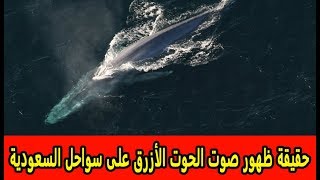 حقيقة ظهور صوت الحوت الأزرق على سواحل السعودية   ومفاجأة تنتظر الخليج