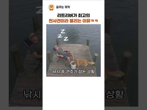 리트리버가 천사견이라 불리는 이유 ㅋㅋ