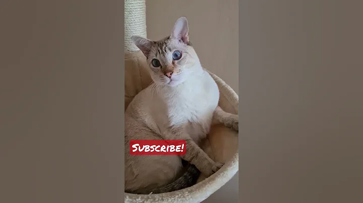 Video 2247651: tabby point siamese cat, lynx point siamese cat, eyes pets, beautiful pets