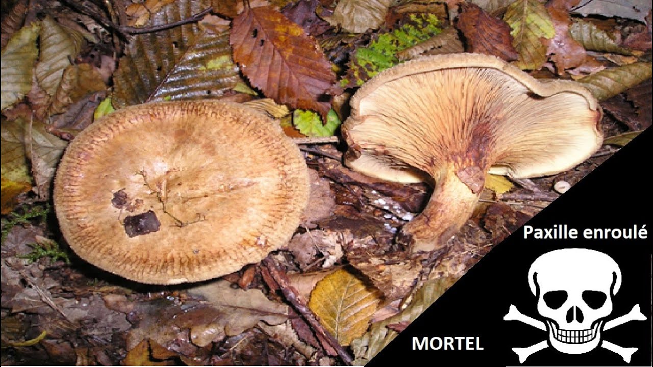 Le Paxille enroulé en détail: comment le reconnaitre, ses confusions, champignon mortel