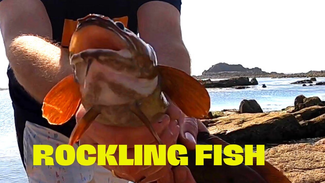ROCKLING FISH :-)