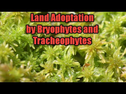Video: Bryophytes Ja Tracheophytes Välinen Ero