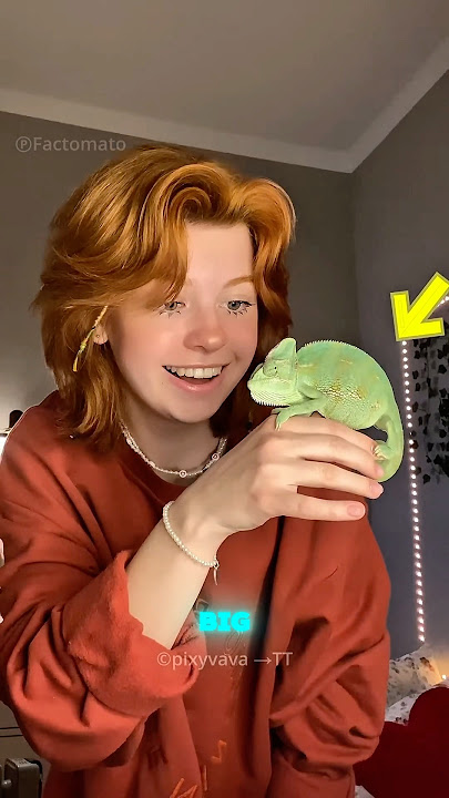 “You Won’t Believe How Shy This Chameleon Is! 😳🦎”
