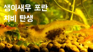 생이새우 포란과 치비 탄생