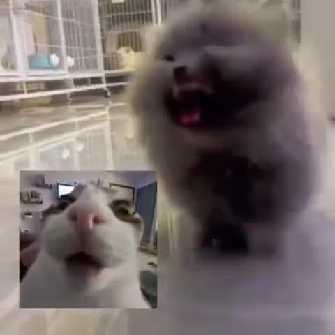 VIRAL LINK MEDIAFIRE📌📌- Link MediaFire Viral Terbaru 2023 hari ini🤩KUMPULAN VIDEO VIRAL‼️#trending