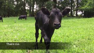 Cow Moments  # 6