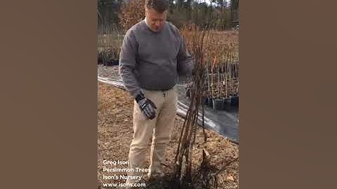 Oriental Persimmon Trees at Isons Nursery