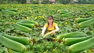 Harvesting Sweet Melon Goes To Countryside Market Sell  Vegetable Gardening | Free Bushcraft