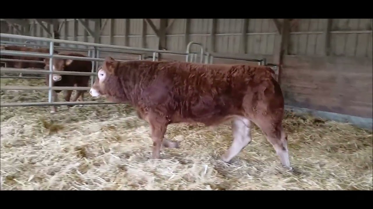 Deshoulieres Philippe   2219   lot 33