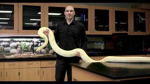 Evolutionary Structures; Homologous, Analogous, and Vestigial