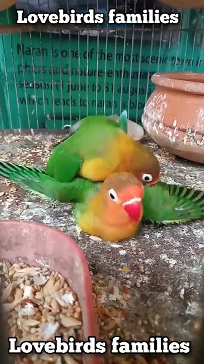 lovebirds mating | love birds mating | lovebird mating | love bird mating