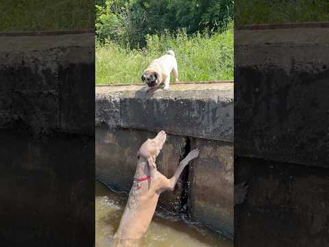 ОСКАР ЧУТЬ НЕ УТОНУЛ В РЕКЕ 😱