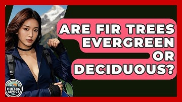 Are Fir Trees Evergreen Or Deciduous? - The Hiker