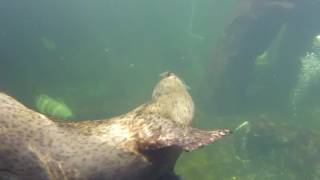Gopro underwater with Seals