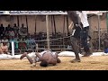 Damben Sallah Na Kano Yau Alhamis 29 5 2026 Anyi Bakin Aiki 