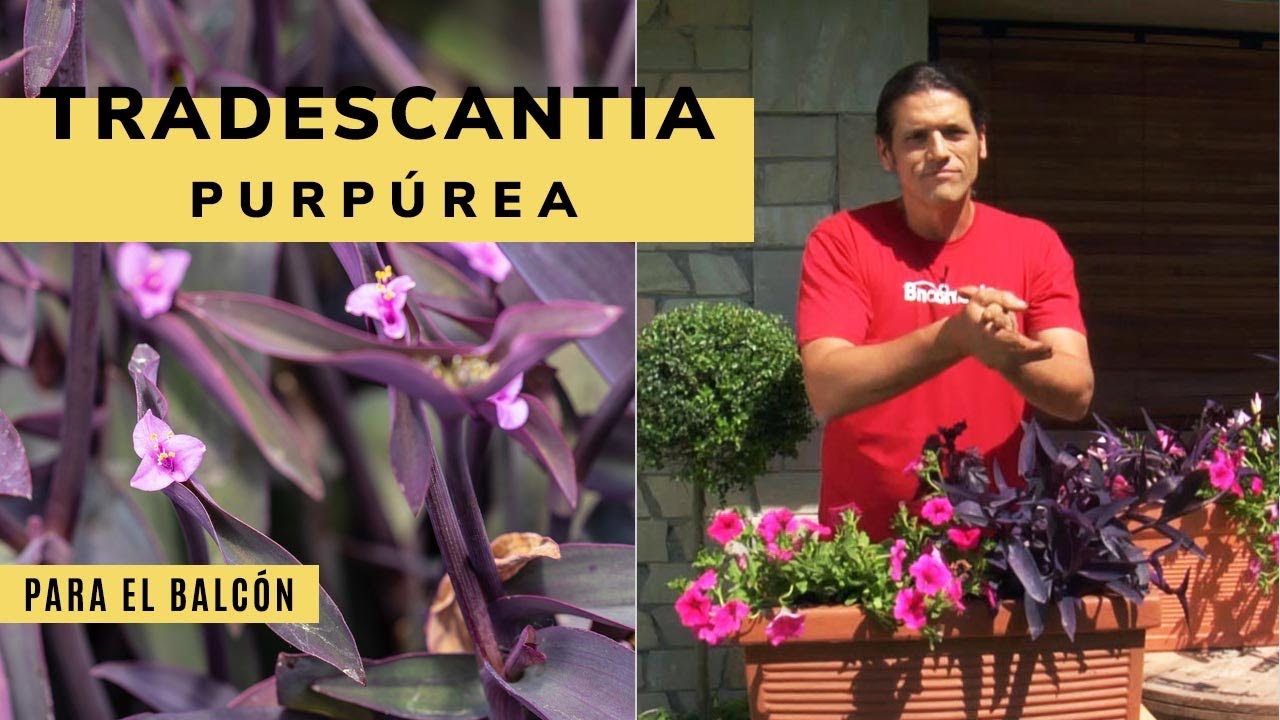 Cuidados de la Tradescantia purpúrea o planta amor de (Tradescantia pallida) @Jardinatis - YouTube