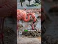 The Secret Behind Flamingo Red Milk Revealed 😮 #wildlife #shorts #scienceexplained