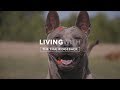 ALL ABOUT LIVING WITH THE THAI RIDGEBACK