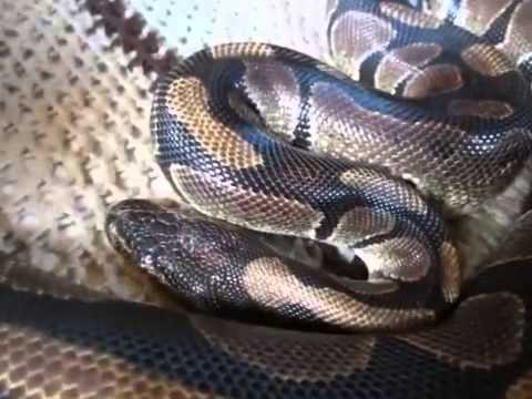 Helping Your Snake With A Bad Shed - YouTube