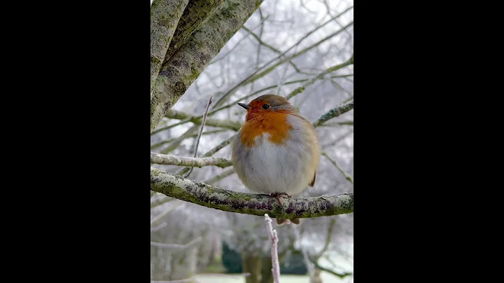 Bob the robin puffed up and standing on one leg to keep warm