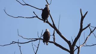 “Marsh of the Eagles”